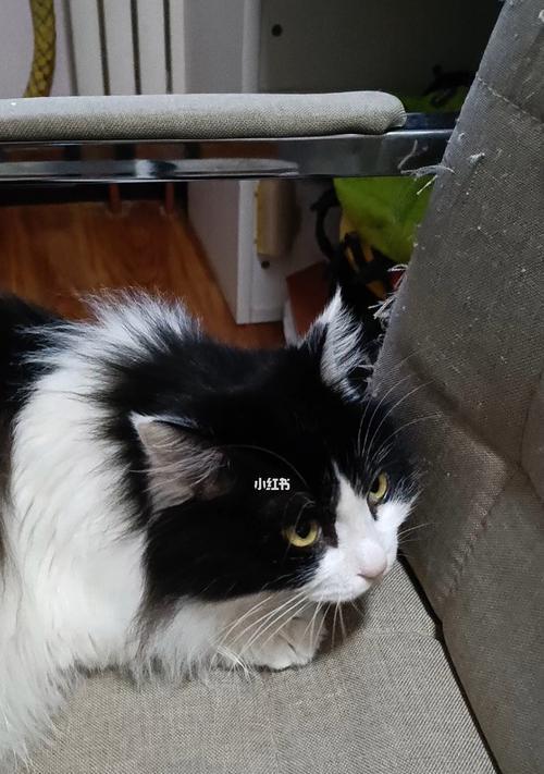 宠物小猫何时不调皮（探究小猫走路的年龄和成长需求）