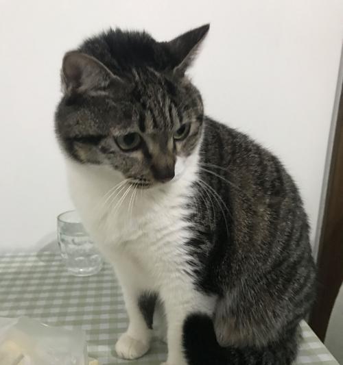 宠物小猫何时不调皮（探究小猫走路的年龄和成长需求）