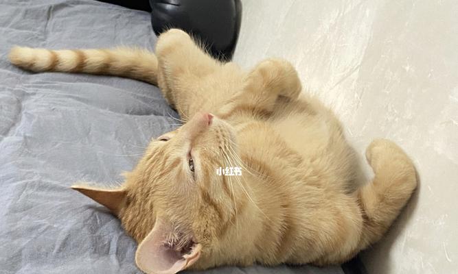 宠物小猫何时不调皮（探究小猫走路的年龄和成长需求）