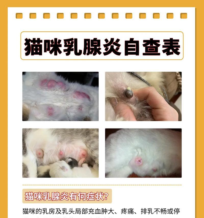 母猫生完小猫没奶怎么办？如何促进母猫泌乳？