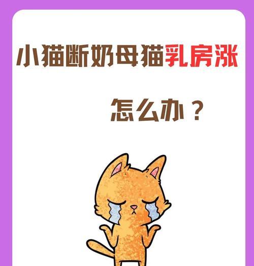 母猫生完小猫没奶怎么办？如何促进母猫泌乳？
