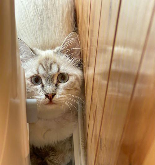 小猫躲在角落的心声(一只宠物的孤独与寂寞) 小猫躲在角落的心声(一只宠物的孤独与寂寞)