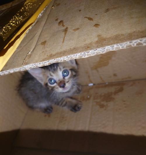 小猫躲在角落的心声(一只宠物的孤独与寂寞) 小猫躲在角落的心声(一只宠物的孤独与寂寞)