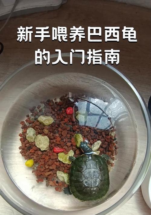 乌龟能吃面食吗？巴西龟的正确喂养方法是什么？