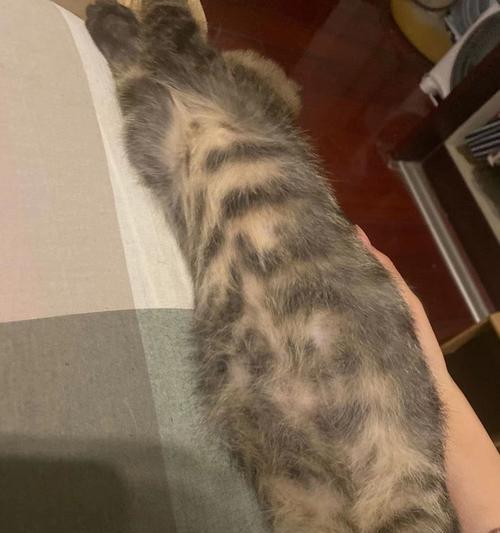 小猫腹水症状详解——提高宠物健康意识（了解小猫腹水症状）