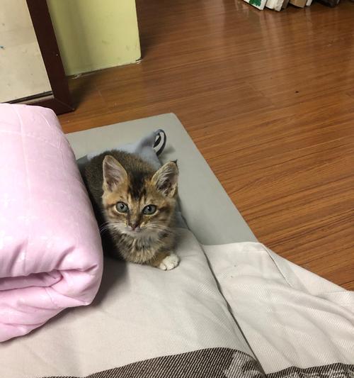 小猫腹水症状详解——提高宠物健康意识（了解小猫腹水症状）