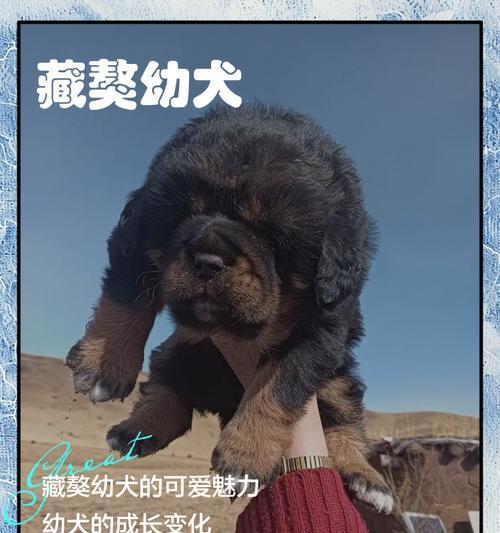 藏獒每年伤人多少只狗狗?藏獒攻击性的原因和预防措施是什么? 藏獒每年伤人多少只狗狗?藏獒攻击性的原因和预防措施是什么?