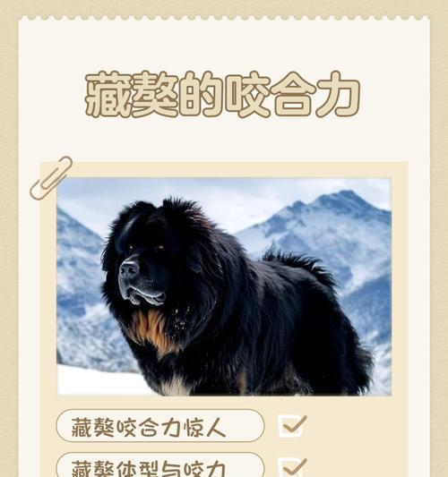 藏獒每年伤人多少只狗狗?藏獒攻击性的原因和预防措施是什么? 藏獒每年伤人多少只狗狗?藏獒攻击性的原因和预防措施是什么?