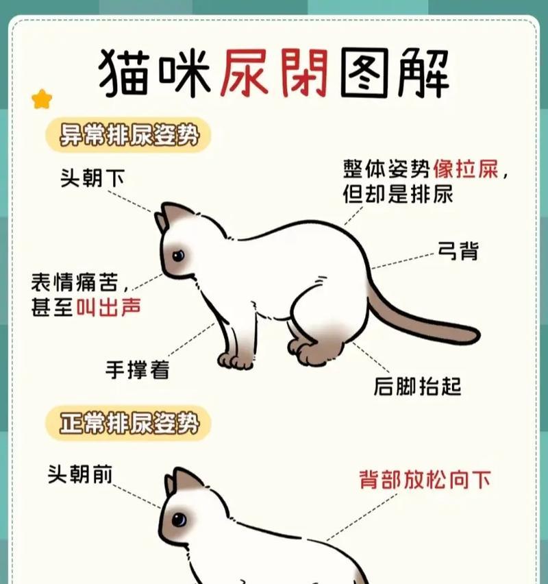 怎么给瘫痪小猫排尿呢？