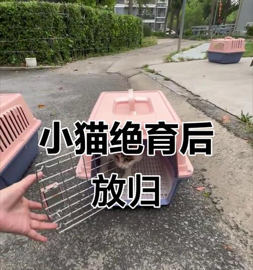 小猫链散架后如何重新安装？安装小猫链的正确步骤是什么？