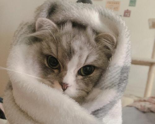 新小猫拉稀，应该怎么办（精神很好的小猫拉稀怎么办）