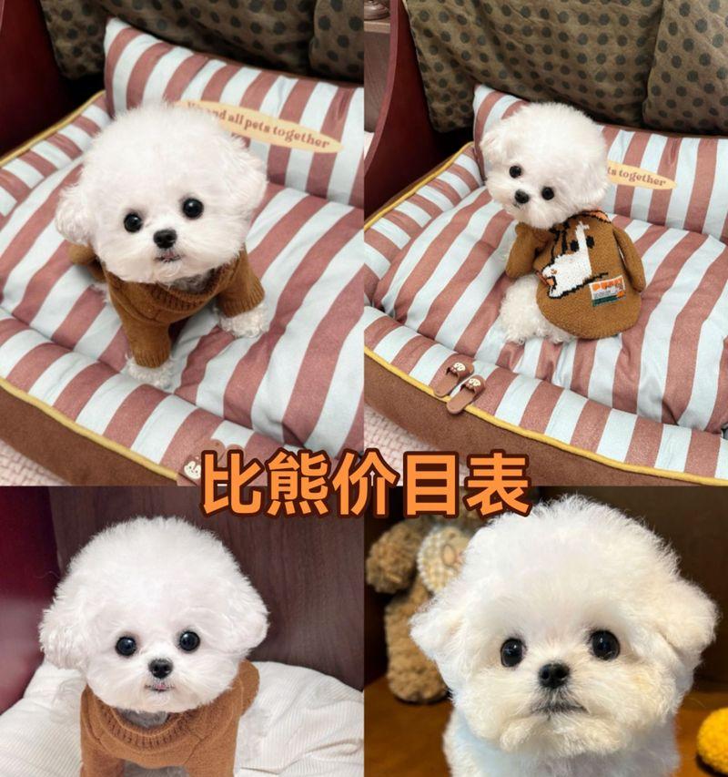比熊犬的购买成本是多少？
