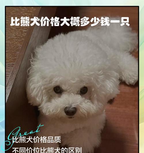 比熊犬的购买成本是多少？