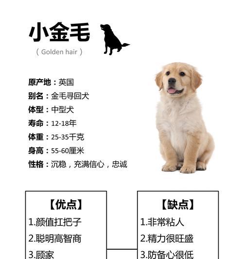 如何挑选健康的幼体金毛? 如何挑选健康的幼体金毛?