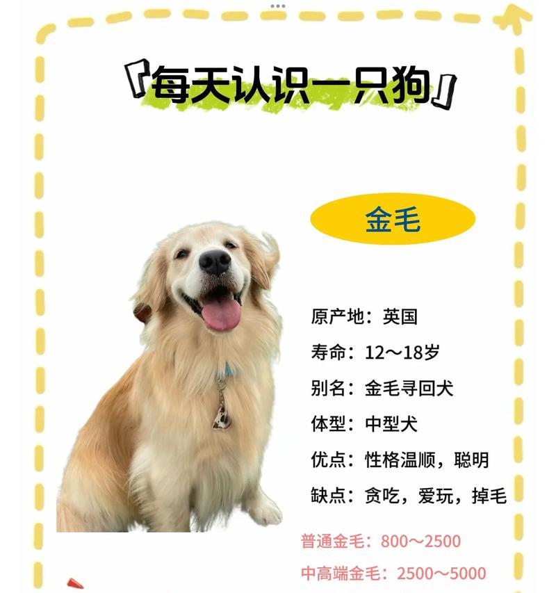 如何挑选健康的幼体金毛? 如何挑选健康的幼体金毛?