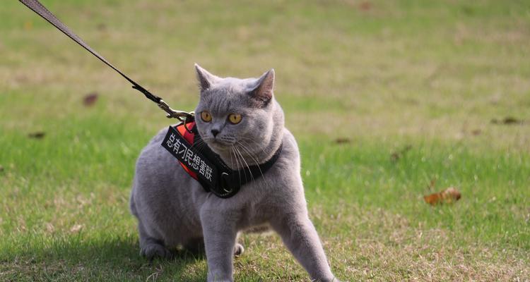 揭秘英短小猫毛为何长(探寻英短猫毛特性及养护技巧) 揭秘英短小猫毛为何长(探寻英短猫毛特性及养护技巧)