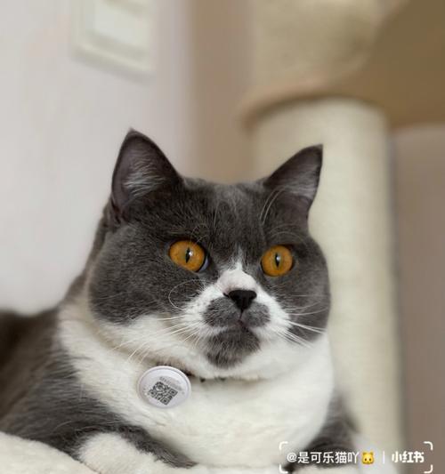 揭秘英短小猫毛为何长(探寻英短猫毛特性及养护技巧) 揭秘英短小猫毛为何长(探寻英短猫毛特性及养护技巧)