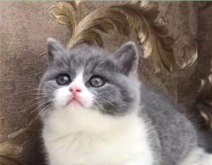 揭秘英短小猫毛为何长(探寻英短猫毛特性及养护技巧) 揭秘英短小猫毛为何长(探寻英短猫毛特性及养护技巧)