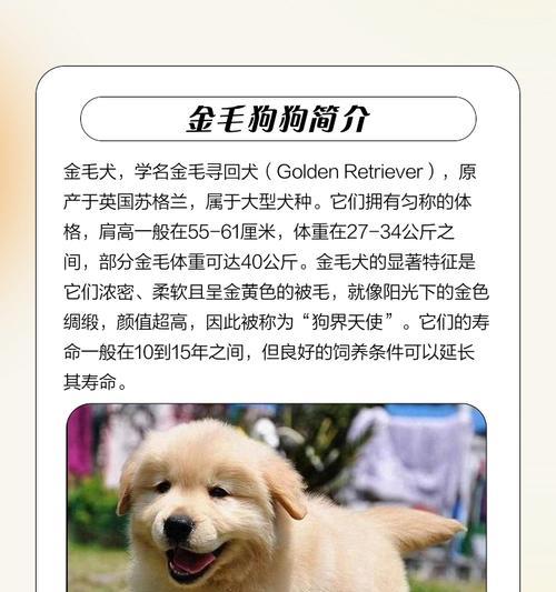 金毛成年可以长到多少千克?如何控制体重? 金毛成年可以长到多少千克?如何控制体重?