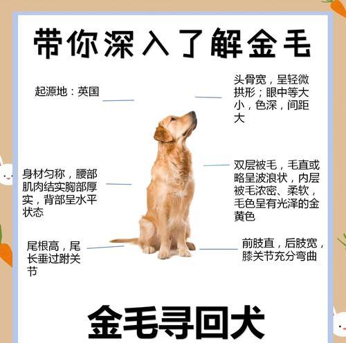 金毛成年可以长到多少千克?如何控制体重? 金毛成年可以长到多少千克?如何控制体重?