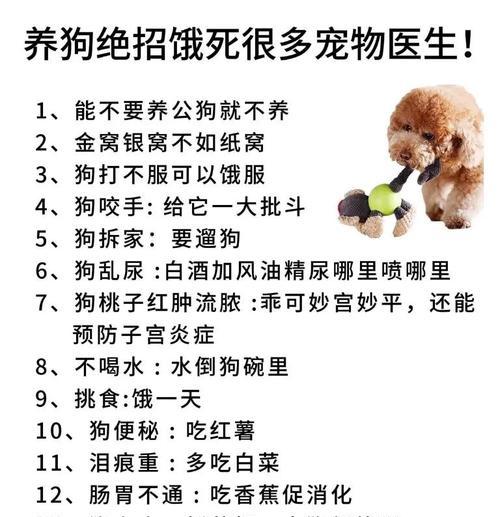 养狗子有哪些注意事项？娶狗子前需要考虑什么？