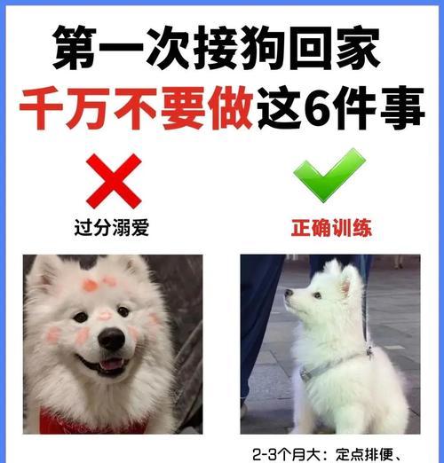 养狗子有哪些注意事项？娶狗子前需要考虑什么？