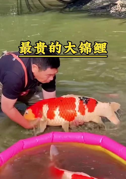 锦鲤鱼价值一千万是真的吗？如何评估锦鲤鱼的价值？