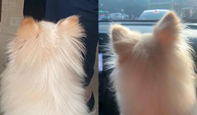 博美犬毛发变黄的原因有哪些？如何恢复毛发光泽？