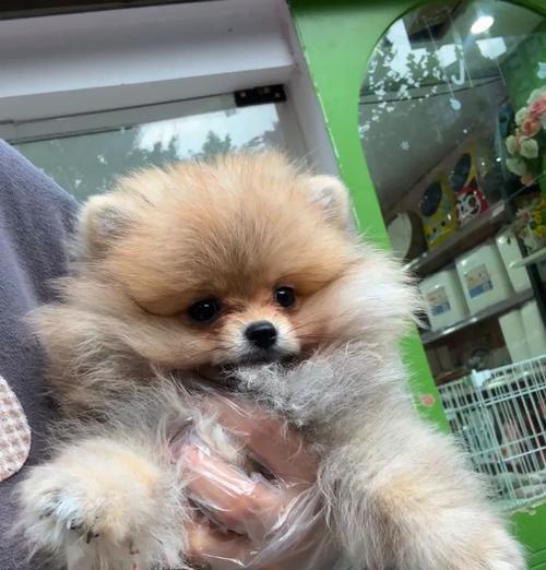 博美犬毛发变黄的原因有哪些？如何恢复毛发光泽？