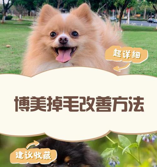 博美犬毛发变黄的原因有哪些？如何恢复毛发光泽？