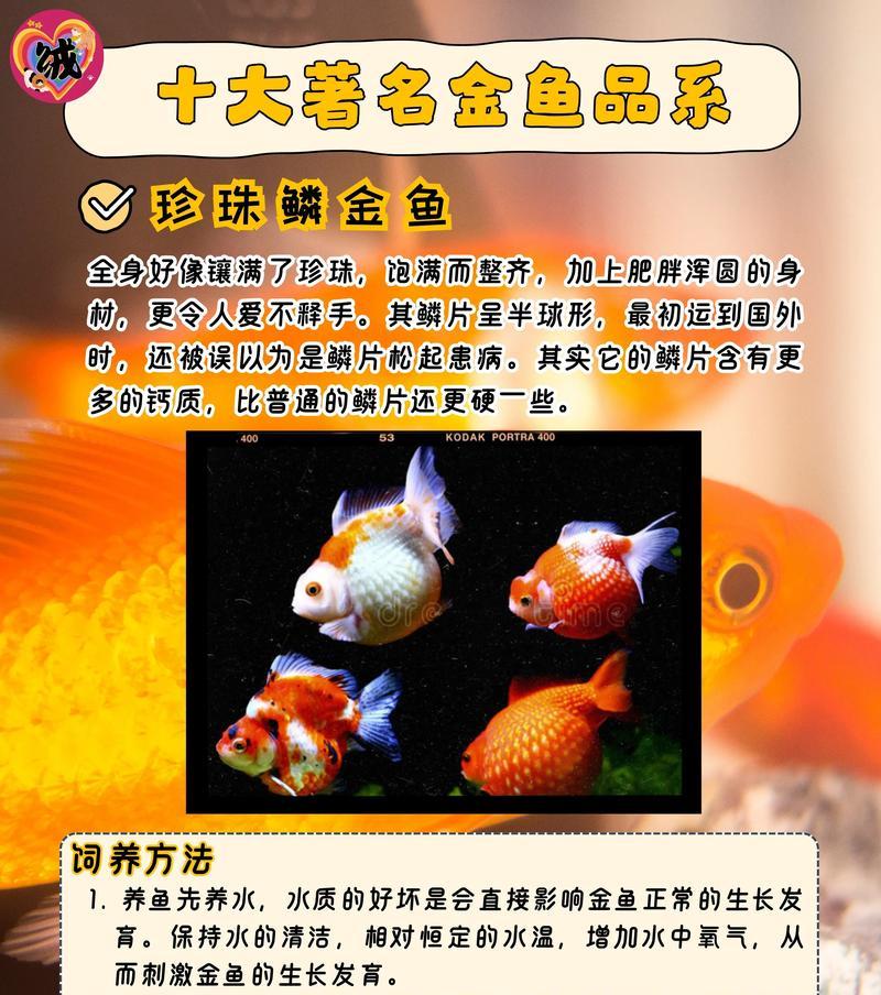 宠物养殖之金鱼饲养方法（打造宠物好生活）