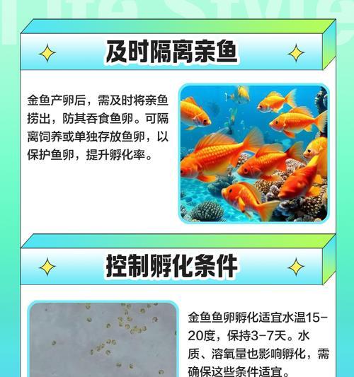 宠物养殖之金鱼饲养方法(打造宠物好生活) 宠物养殖之金鱼饲养方法(打造宠物好生活)