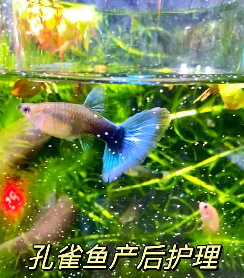 老母如何孵化孔雀鱼？需要注意什么？