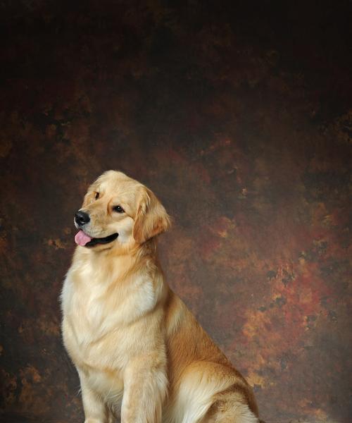 木鱼的价格是多少？适合金毛犬玩耍吗？