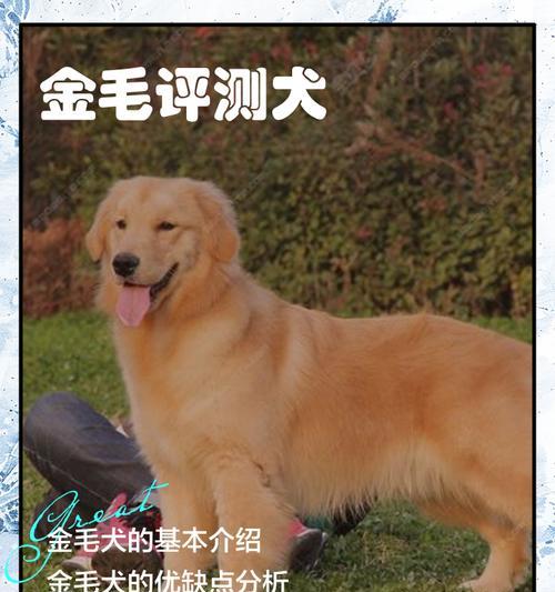木鱼的价格是多少？适合金毛犬玩耍吗？