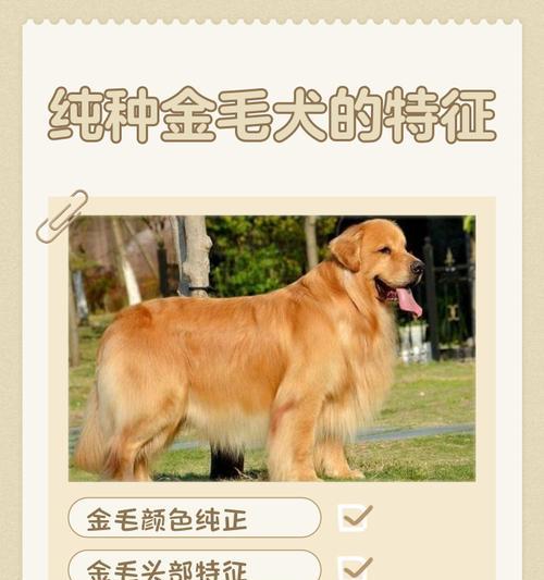 木鱼的价格是多少？适合金毛犬玩耍吗？