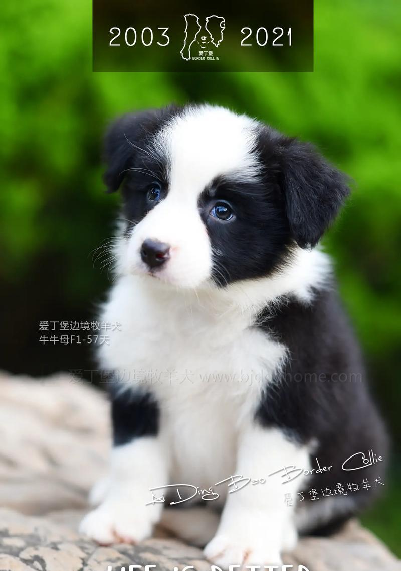 边境牧羊犬幼犬的价格是多少?购买时应注意什么? 边境牧羊犬幼犬的价格是多少?购买时应注意什么?