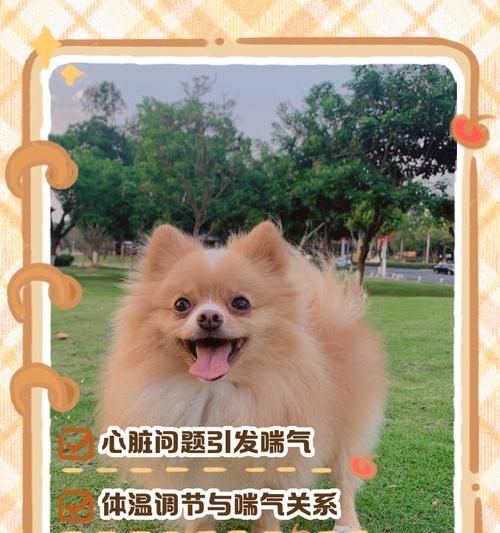 博美犬为何对音响声音敏感？如何帮助博美克服恐惧？