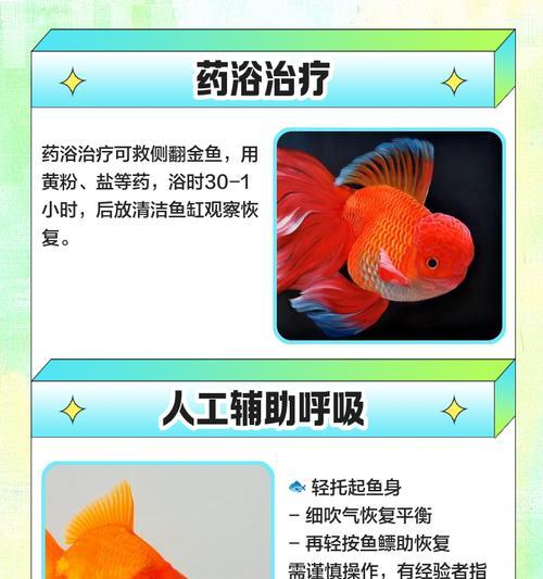 如何饲养金鱼（从选择到照顾）