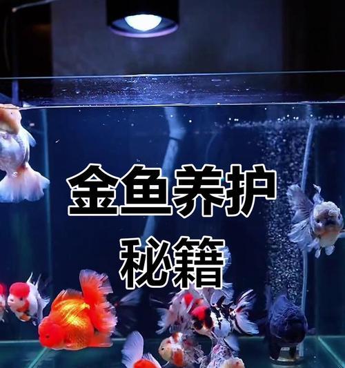 如何饲养金鱼(从选择到照顾) 如何饲养金鱼(从选择到照顾)