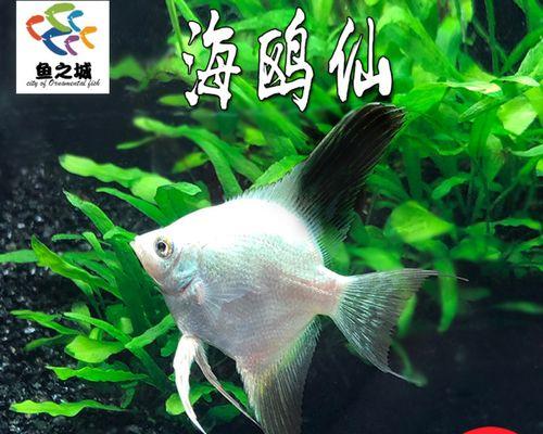 埃及神仙鱼的饲养全攻略（打造健康快乐的宠物生活）