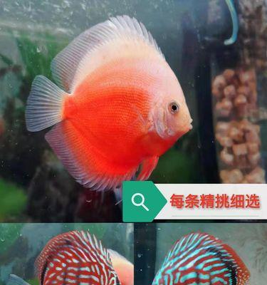 埃及神仙鱼的饲养全攻略（打造健康快乐的宠物生活）