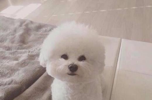 比熊犬的饮食之道（宠物比熊犬的营养需求和食品推荐）