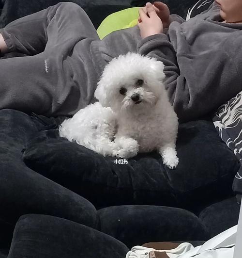比熊犬的饮食之道（宠物比熊犬的营养需求和食品推荐）