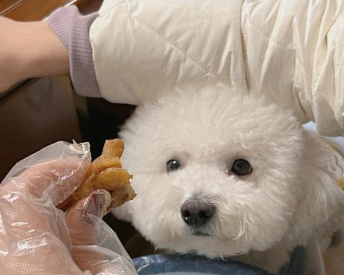 比熊犬的饮食之道（宠物比熊犬的营养需求和食品推荐）