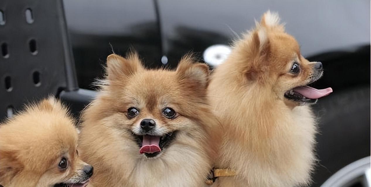 如何养护博美犬，精通这几招（打造健康、快乐的宠物生活）
