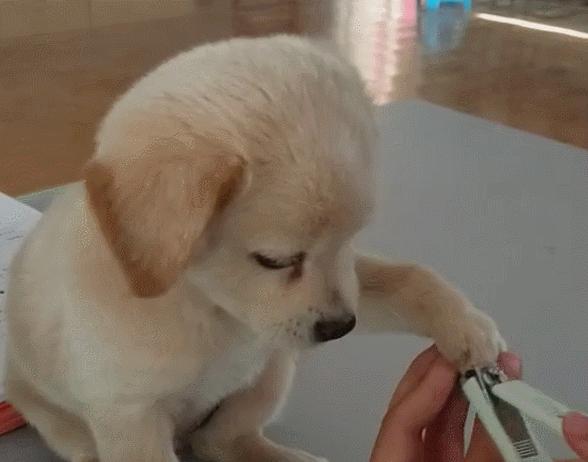 如何给宠物狗狗剪指甲（宠物狗狗的指甲保健技巧）