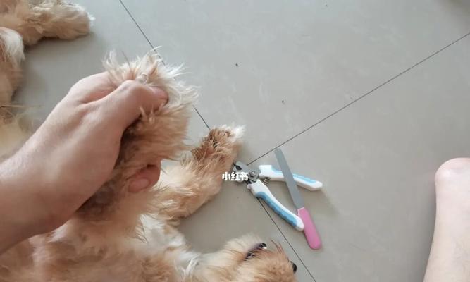 如何给宠物狗狗剪指甲(宠物狗狗的指甲保健技巧) 如何给宠物狗狗剪指甲(宠物狗狗的指甲保健技巧)