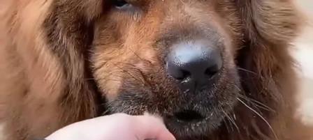 狗狗口腔保健必备（如何正确给狗狗拔牙）