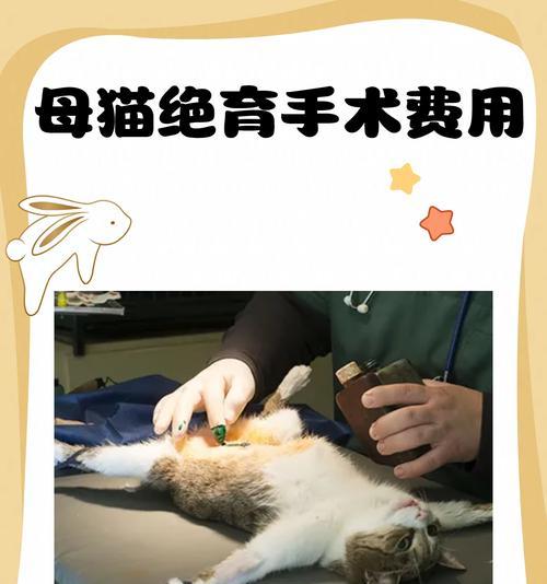 小母猫肿胀后应如何处理？